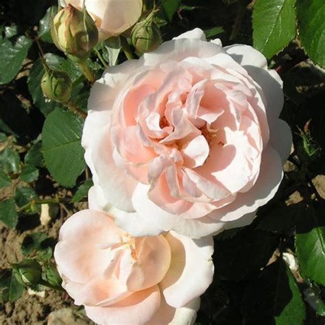 claire rose floris
